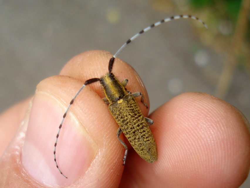 Agapanthia villosoviridescens - fehérgyűrűs bogáncscincér