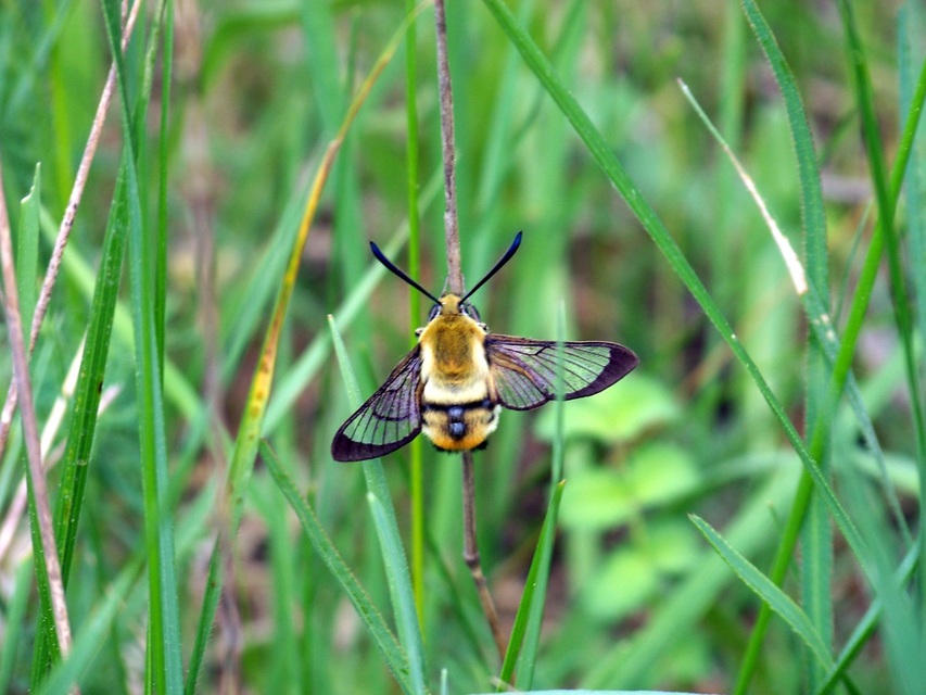 Hemaris tityus - pöszörszender