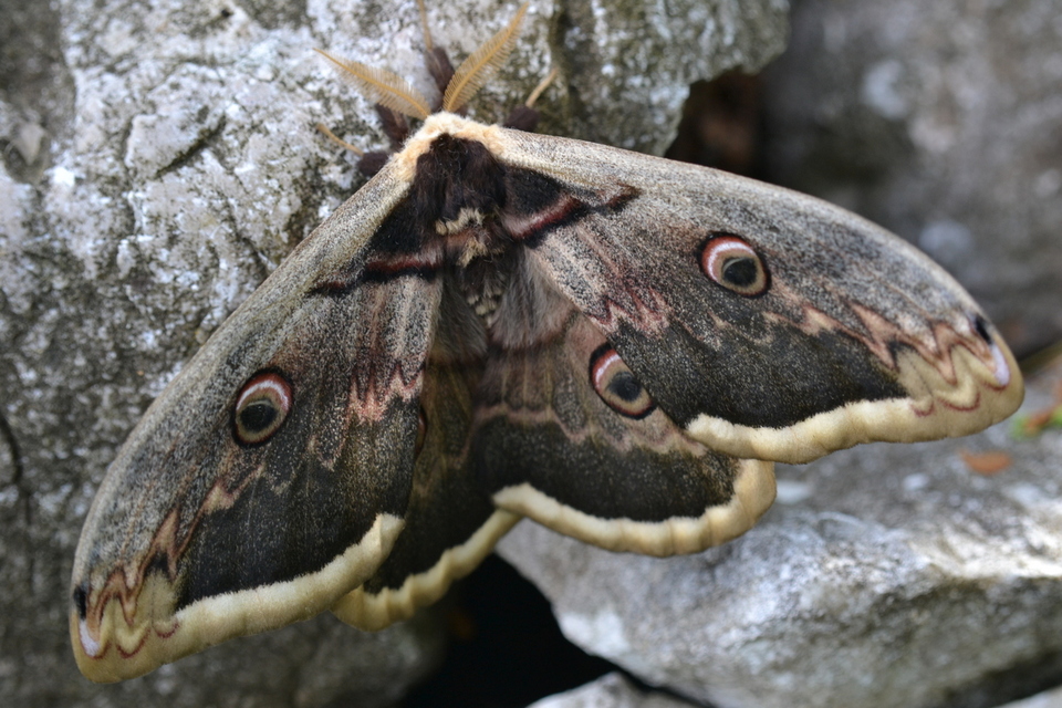 Saturnia pyri - nagy pávaszem