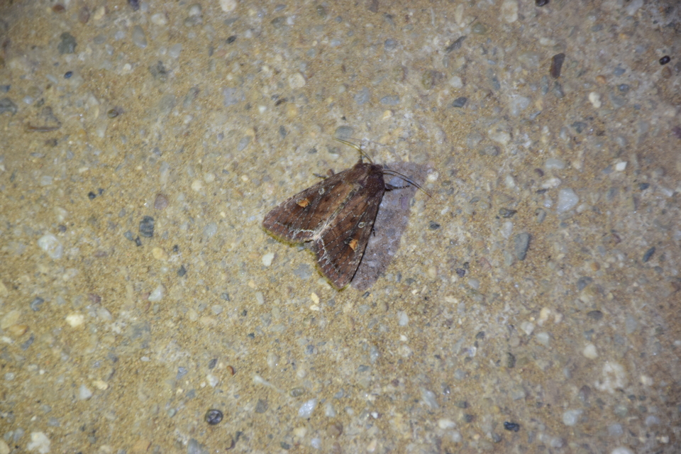 Lacanobia oleracea - saláta-kertibagoly