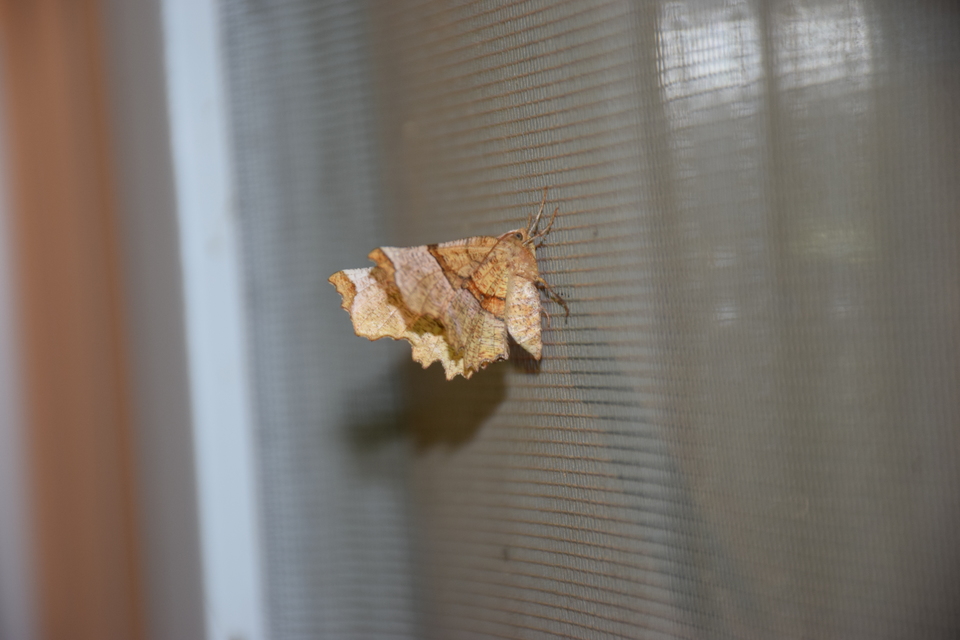 Selenia lunularia - egyfoltos holdasaraszoló