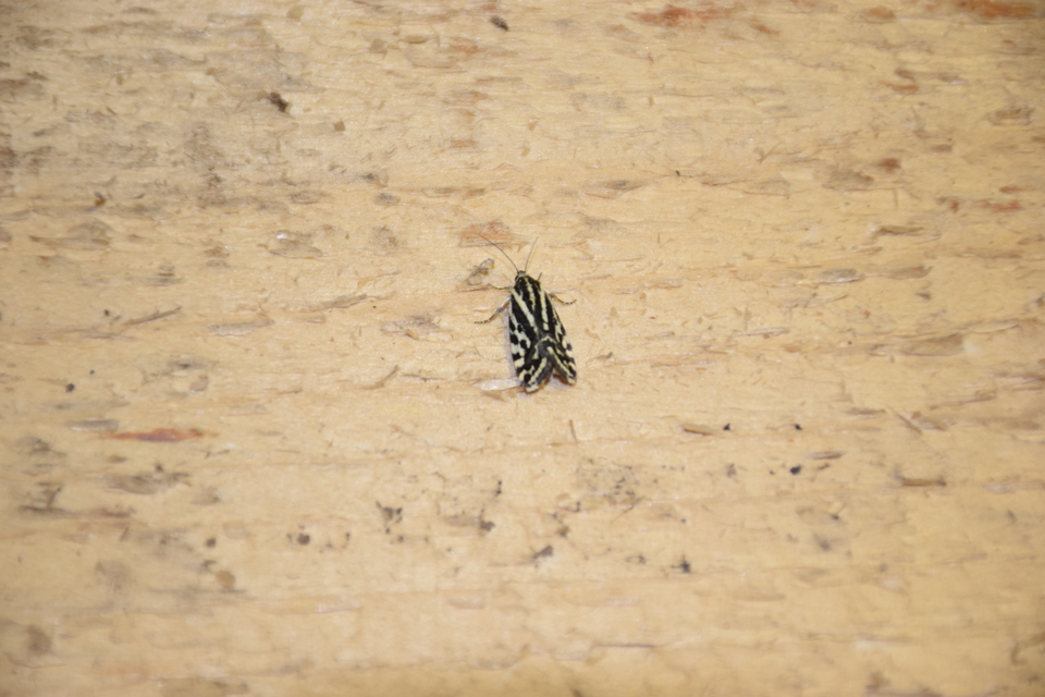Emmelia trabealis - zebrabagoly