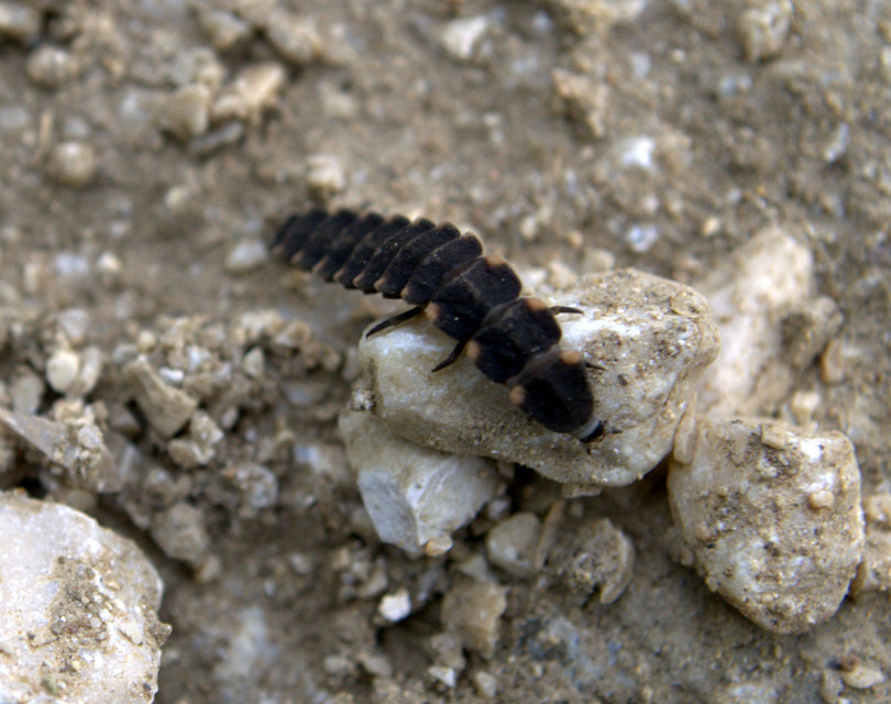 Lampyris noctiluca - nagy szentjánosbogár
