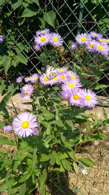 Pontia edusa - rezedalepke
