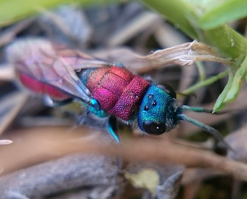 Chrysididae - fémdarazsak