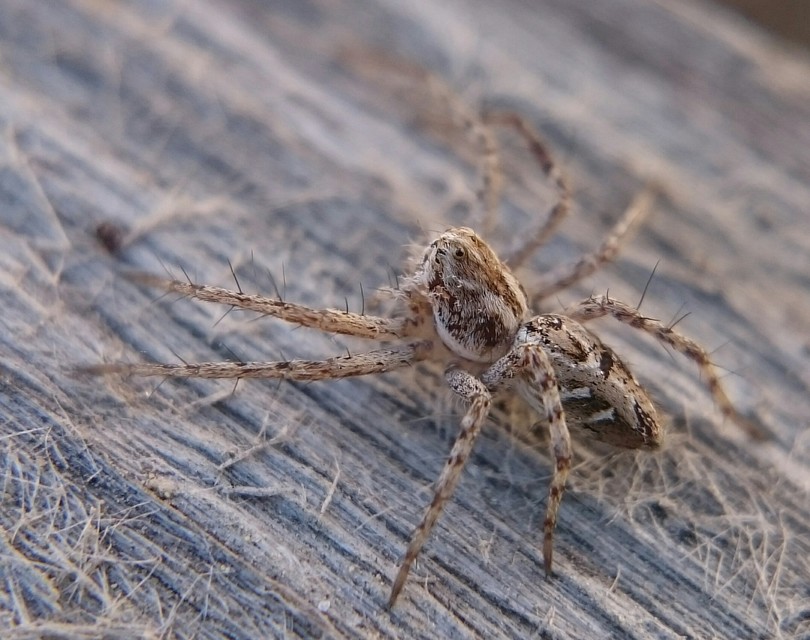 Oxyopes heterophthalmus - homoki hiúzpók