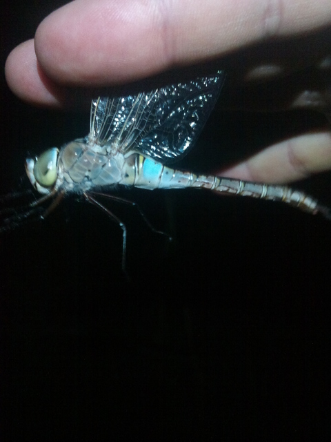 Anax parthenope - barna óriásacsa
