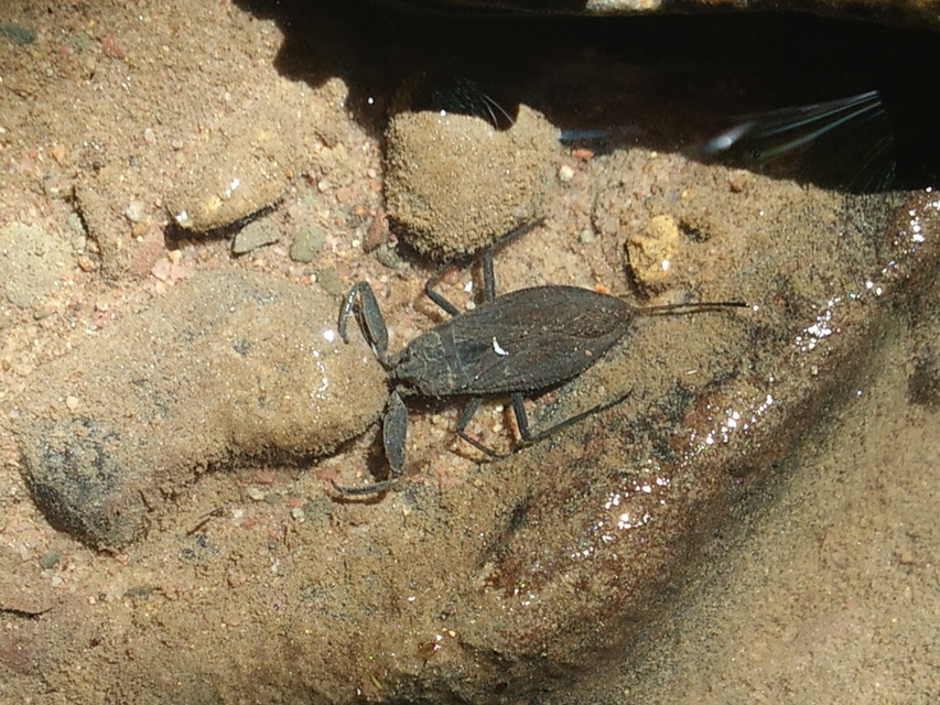 Nepa cinerea - víziskorpió