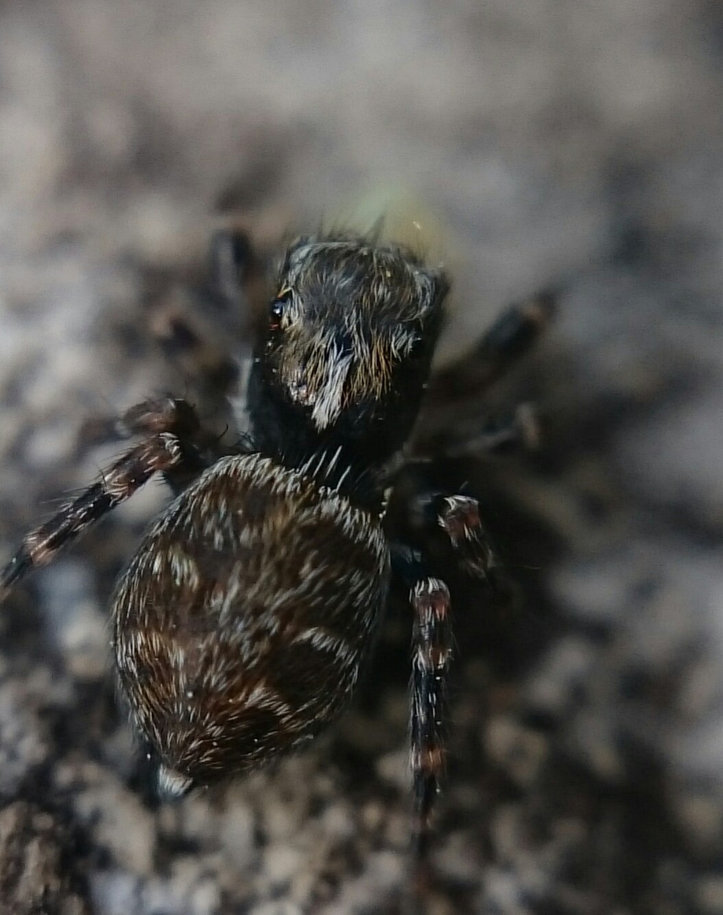 Pseudeuophrys obsoleta - barna ugrópók