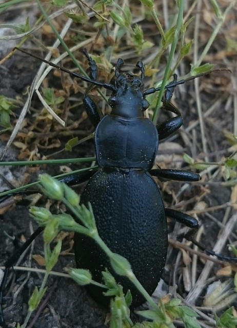 Carabus coriaceus - bőrfutrinka Carabus coriaceus - bőrfutrinka