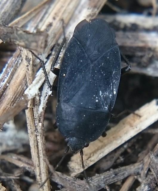 Aellopus atratus - cigánybodobács