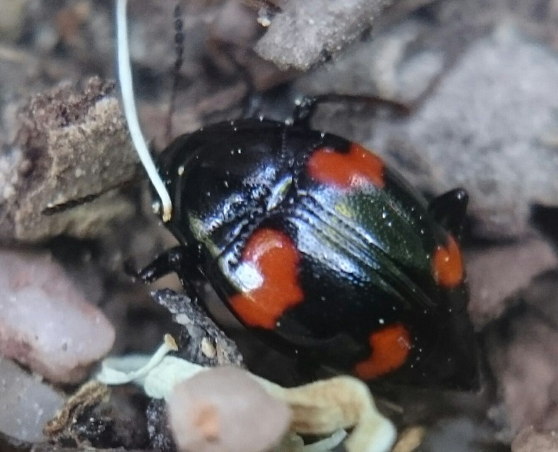 Scaphidium quadrimaculatum - négyfoltos sajkabogár