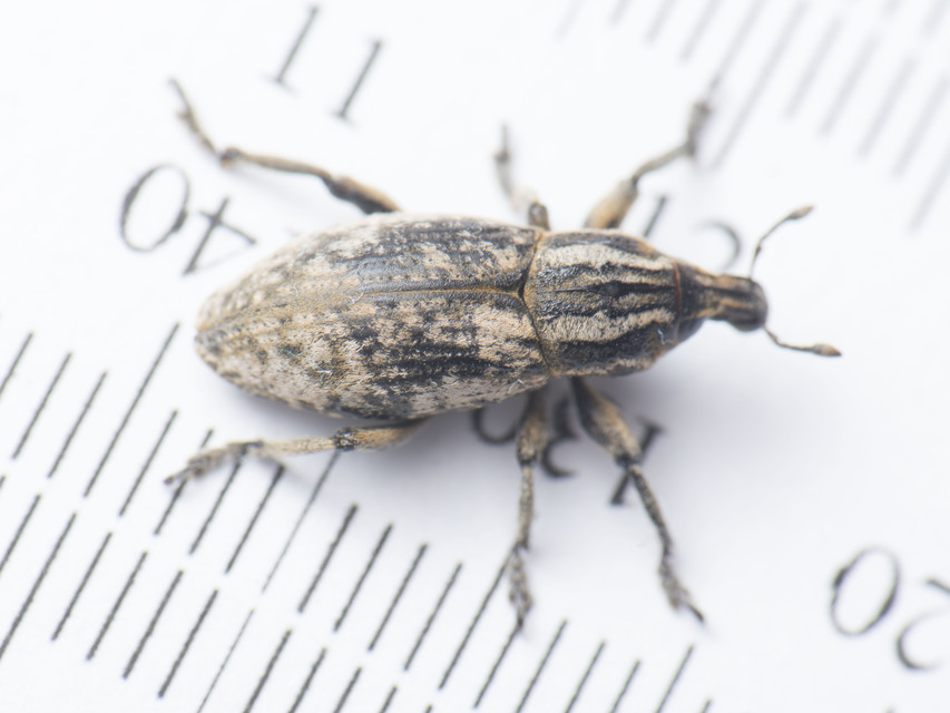 Pseudocleonus cinereus - hamvas barkó