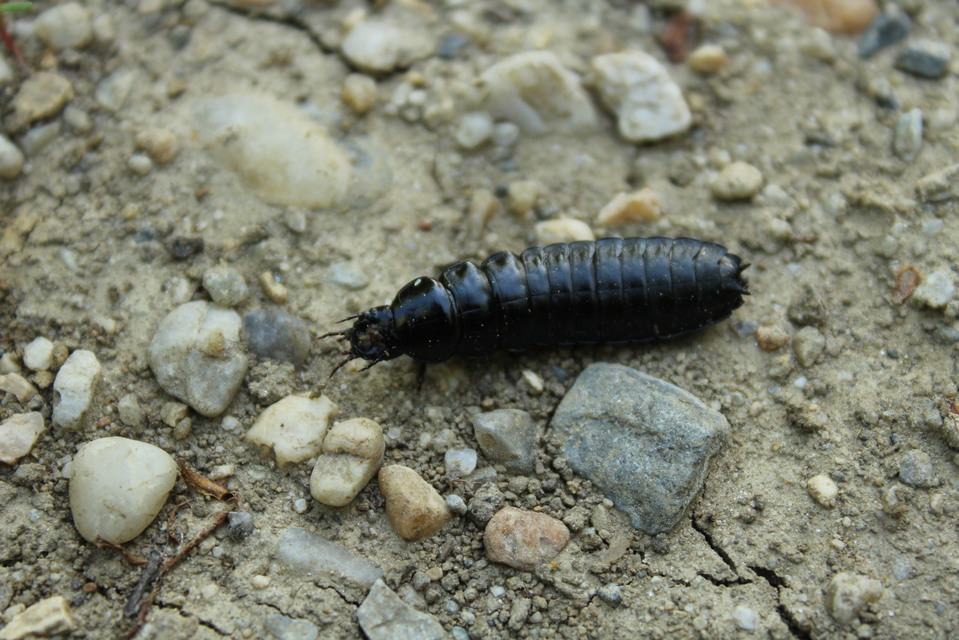 Carabus Carabus
