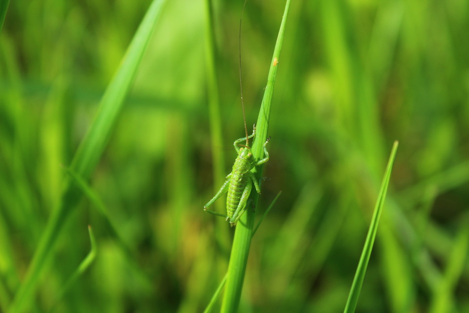 Tettigonia