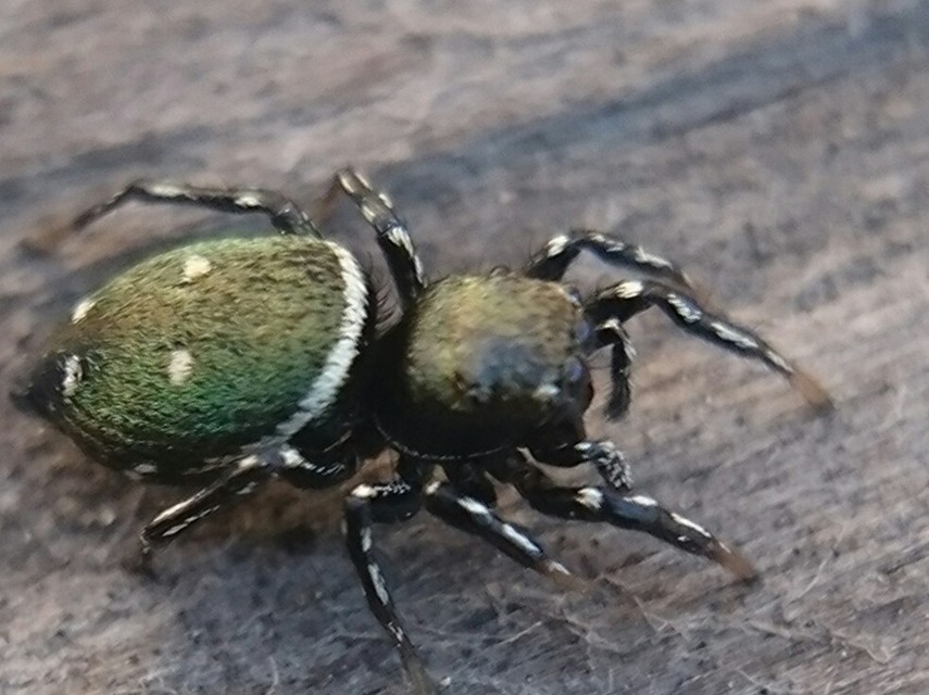 Heliophanus kochii - négypettyes ugrópók