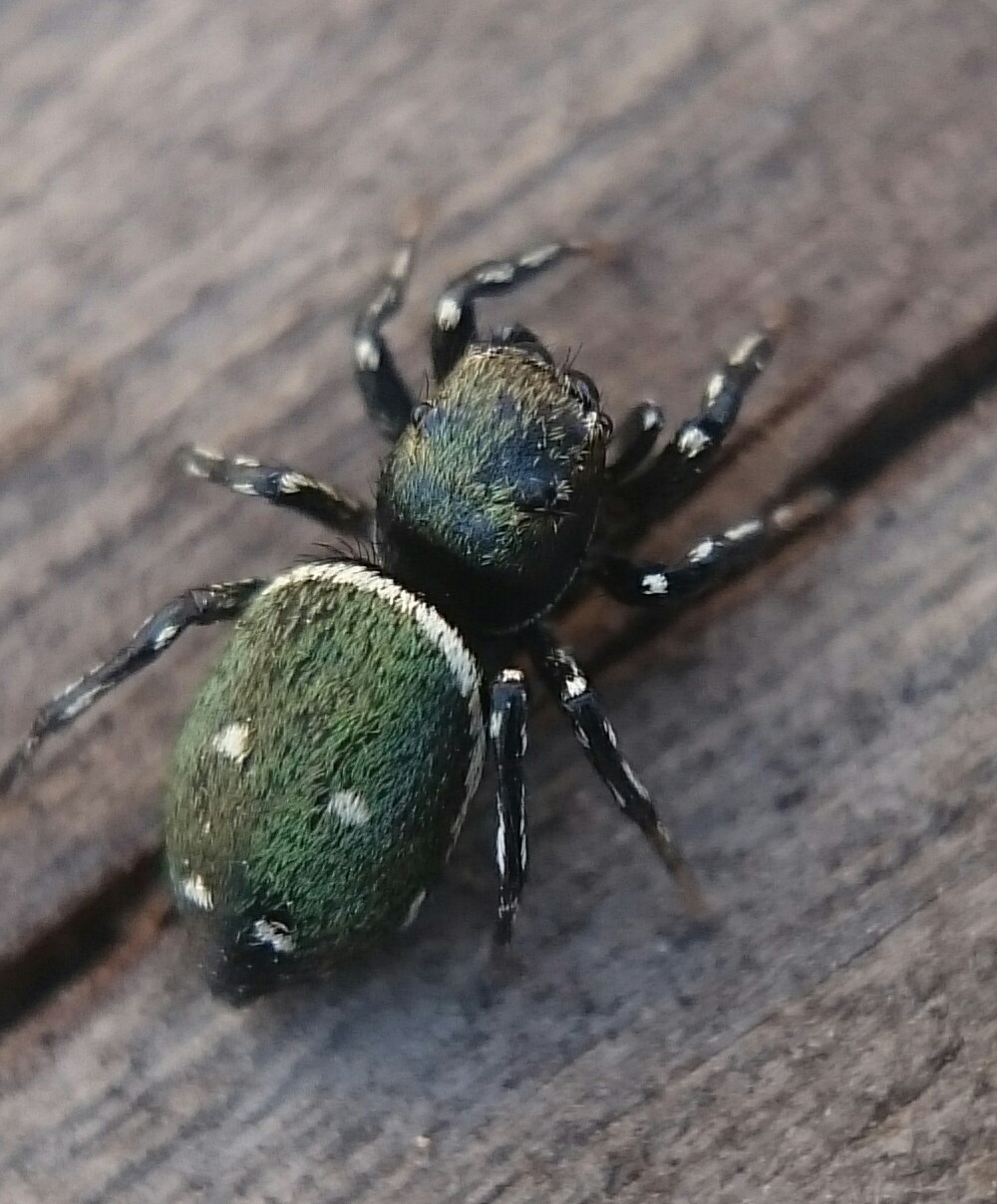 Heliophanus kochii - négypettyes ugrópók