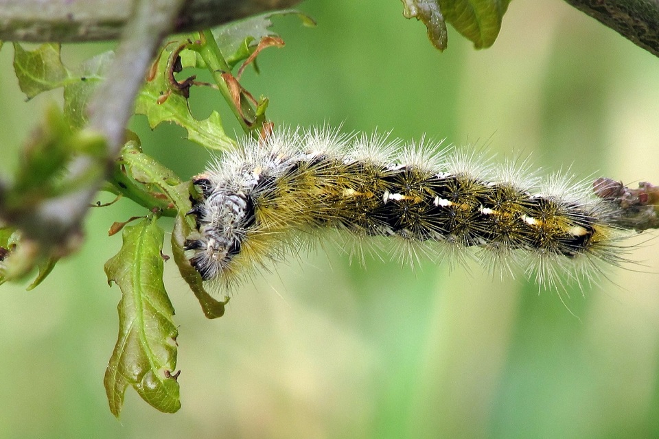 Rhyparia purpurata - bíborszínű medvelepke