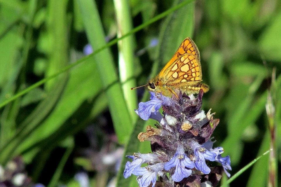 Carterocephalus palaemon - kockás busalepke