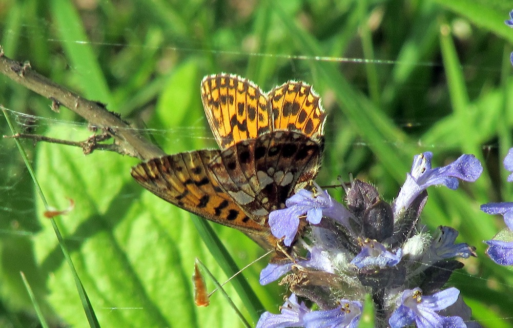 Boloria dia - kis gyöngyházlepke
