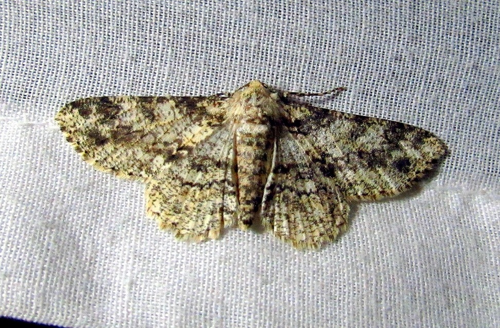 Ascotis selenaria - holdas faaraszoló