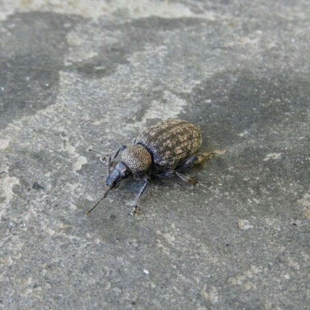 Otiorhynchus ligustici - vincellér-gyalogormányos