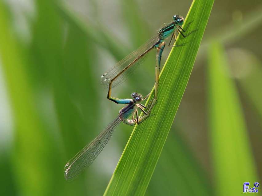 Ischnura elegans