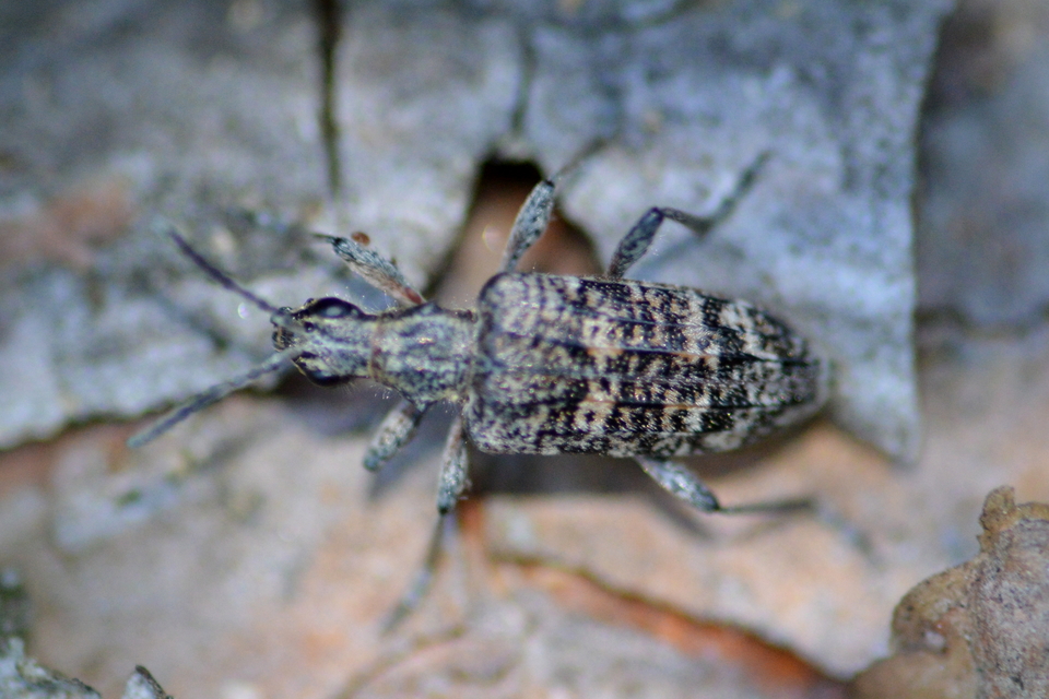 Rhagium inquisitor - fenyves-tövisescincér