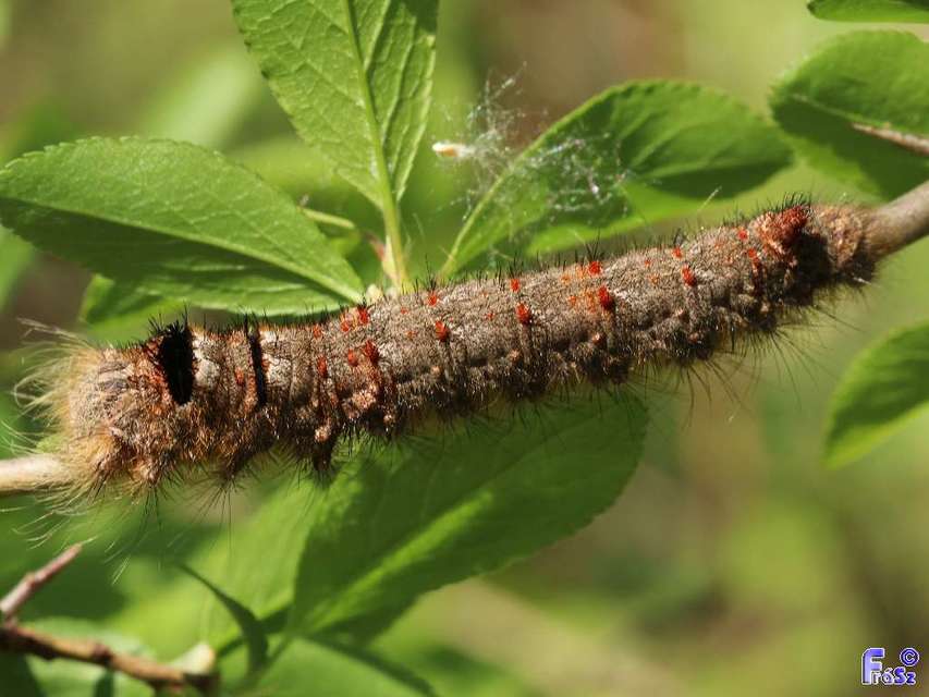 Gastropacha quercifolia - tölgylevélpohók