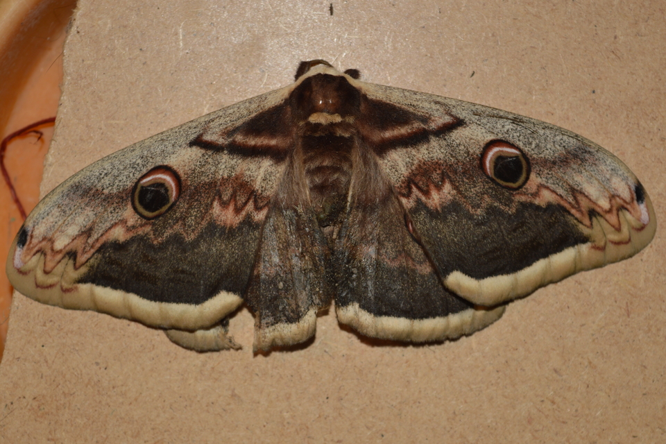 Saturnia pyri - nagy pávaszem