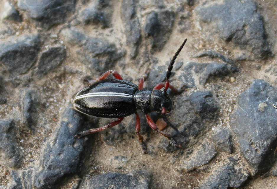 Dorcadion pedestre - kétsávos gyalogcincér