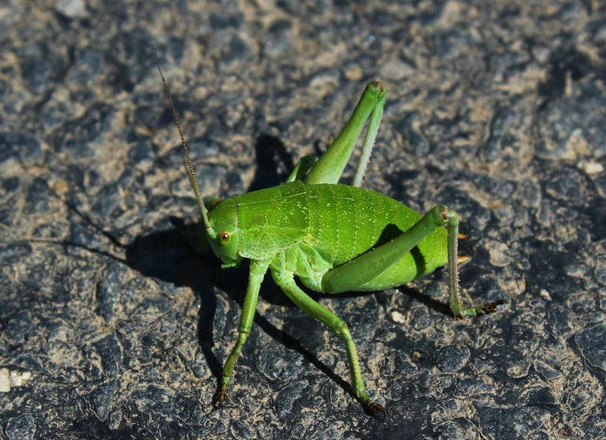 Polysarcus denticauda - fogasfarkú szöcske