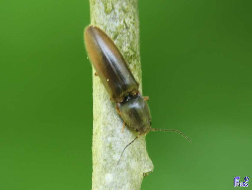 Athous haemorrhoidalis - szurkos pattanó