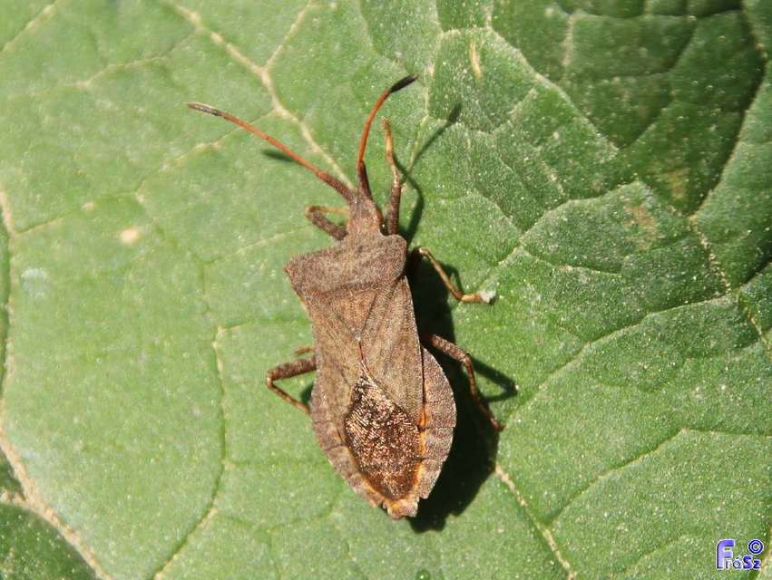 Coreus marginatus - közönséges karimáspoloska