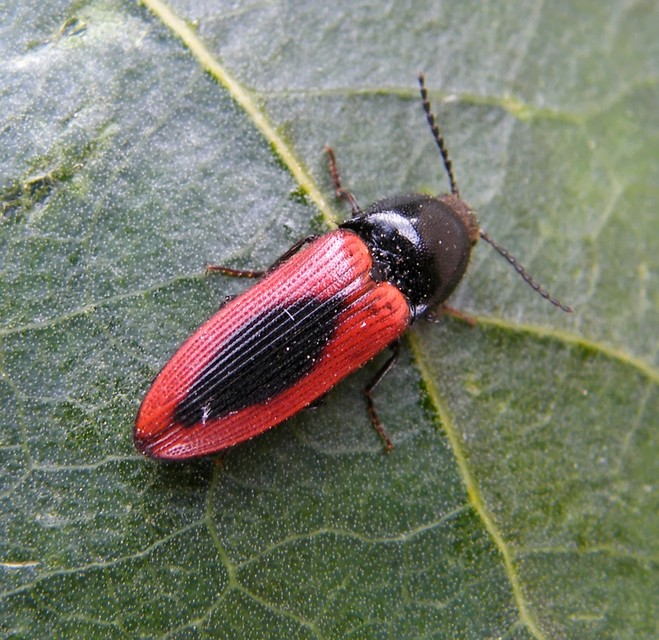 Ampedus sanguinolentus - középfoltos pattanó