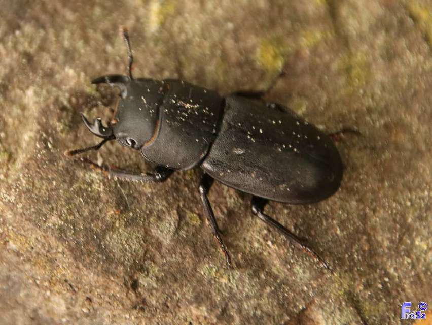 Dorcus parallelipipedus - kis szarvasbogár