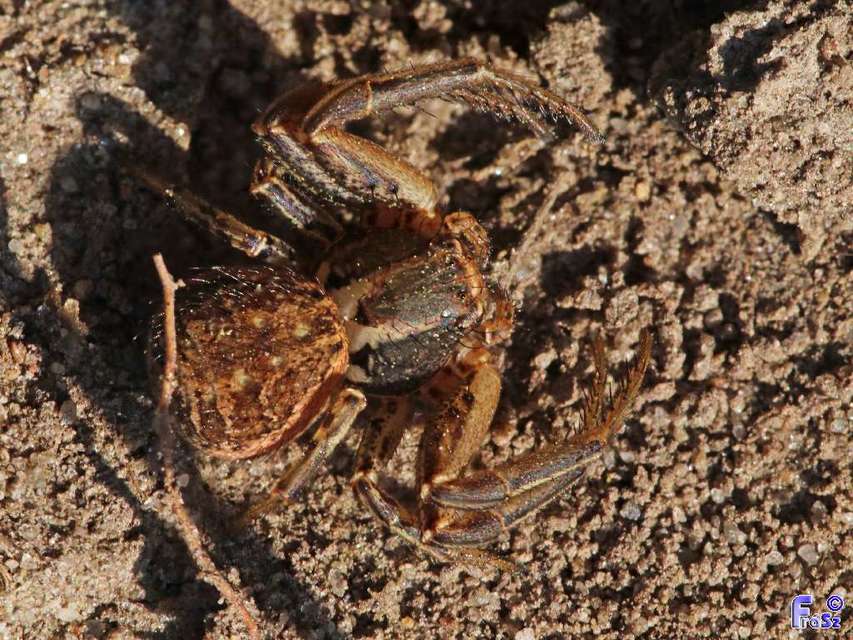 Xysticus