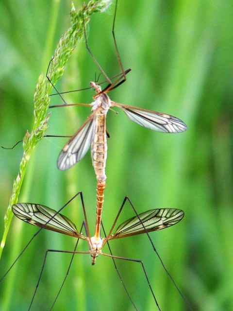 Tipula