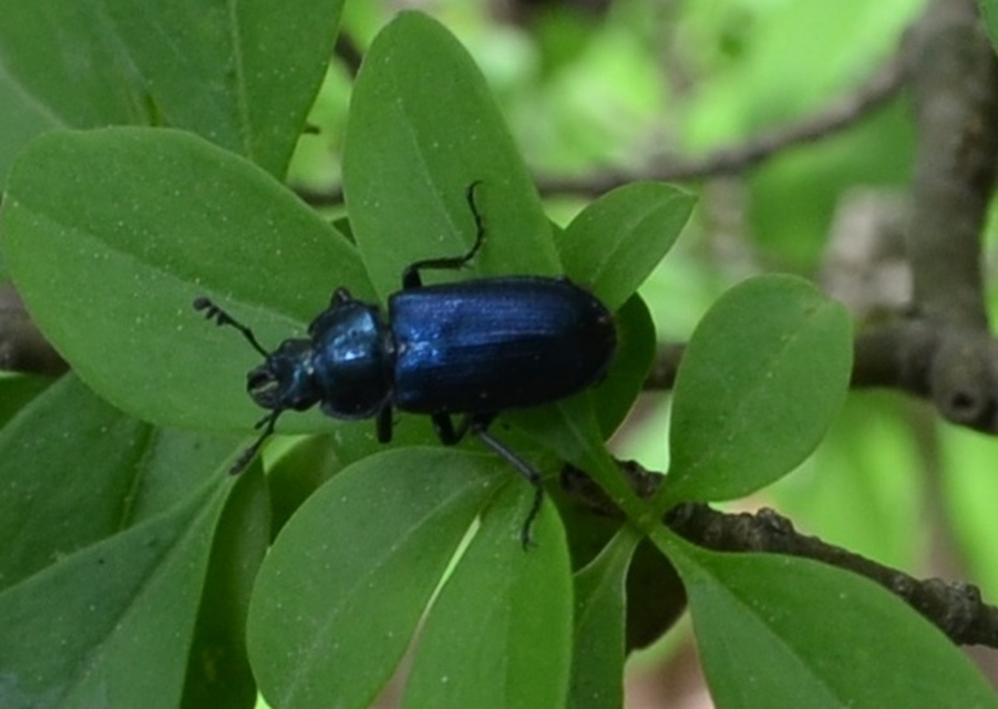 Platycerus caraboides - kis fémesszarvasbogár