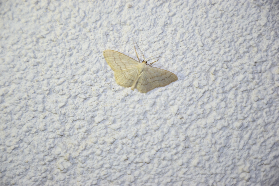 Scopula floslactata - tejfehér sávosaraszoló