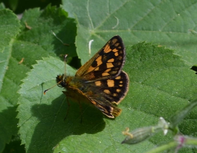 Carterocephalus palaemon - kockás busalepke