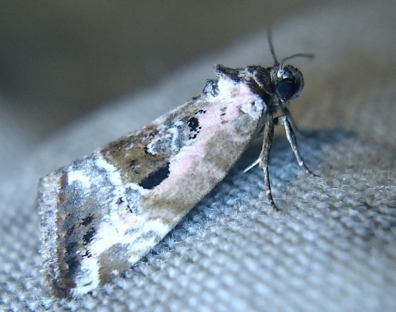 Hapalotis venustula - rózsaszínű mázasbagoly