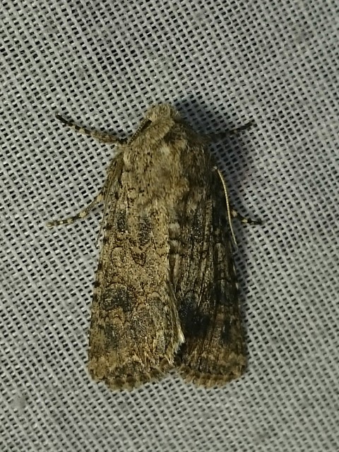 Hadula trifolii - lóherebagoly