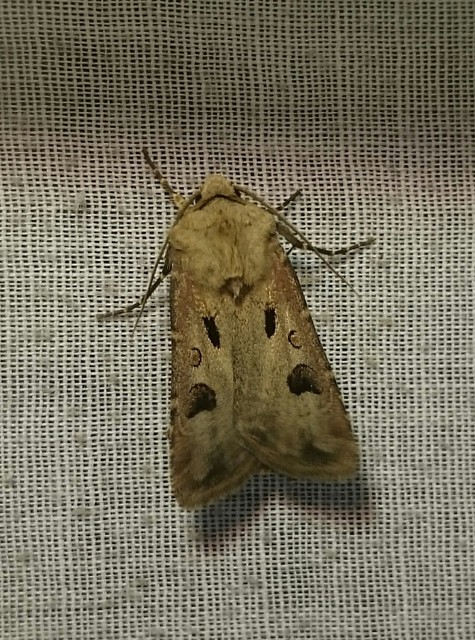 Agrotis exclamationis - felkiáltójeles földibagoly