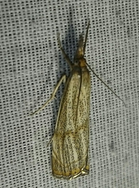 Thisanotia chrysonuchella - tavaszi fűgyökérmoly