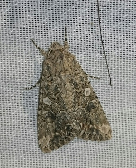 Hadula trifolii - lóherebagoly