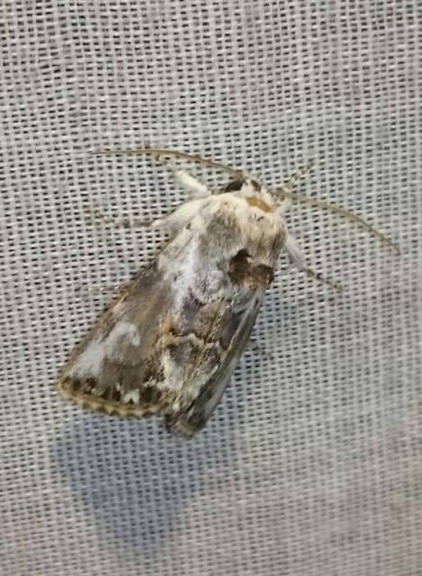 Calophasia opalina - barnafoltú fehérbagoly