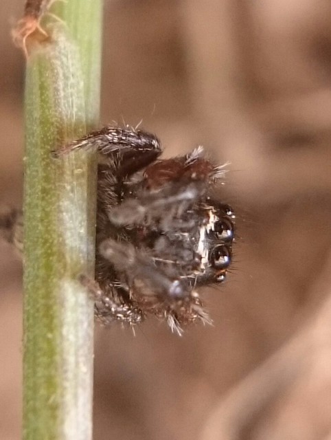 Pellenes nigrociliatus - csigás ugrópók