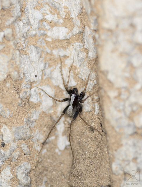 Pardosa alacris/lugubris
