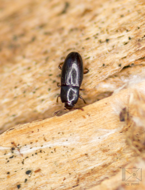 Cerylon histeroides - fekete kéregbogár Cerylon histeroides - fekete kéregbogár